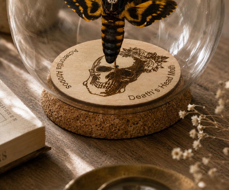 May include: A preserved Death's Head moth specimen mounted on a circular wooden base inside a glass dome. The base features an engraved skull illustration with floral details and the text Acherontia Atropos and Death's Head Moth.