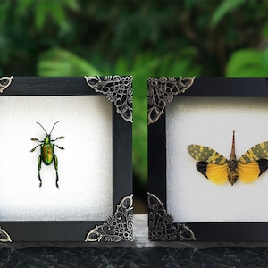 May include: Two framed insect specimens. The left frame features a green beetle with black legs. The right frame features a yellow and brown butterfly with black markings.