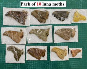 PACK 10 REAL Butterfly Specimens Mixed Luna Moth Unmounted Dried Insect Art Projects Educational Display Entomology Oddities Specimen