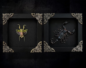 Black Moody Home Decor,Scorpion Mantis Shadow Box ,Creepy Black Artwork, Gothic Oddities Victorian Collection,Sponky Gift Idea