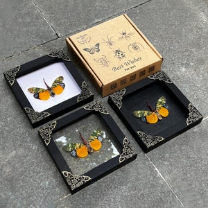 Cicada Frame Artwork Cicadoidea Scorpion Mantis Black Gothic Table Top Decor Mounted Insect Entomology Shadow Box Goth Art Living Room