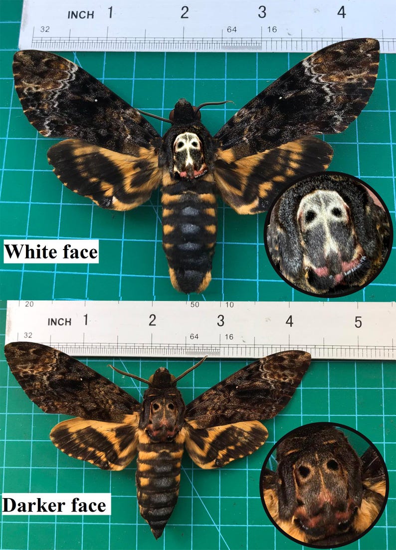 Peut inclure: Deux gros plans d'un grand papillon brun et jaune avec un motif de cr&acirc;ne sur le visage. L'image du haut montre un papillon avec un visage blanc, et l'image du bas montre un papillon avec un visage plus fonc&eacute;. Les deux papillons sont mesur&eacute;s &agrave; l'aide d'une r&egrave;gle.