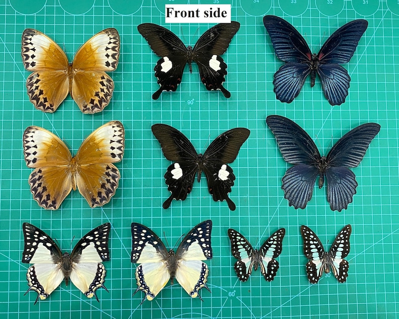 10 Real Mounted Butterflies Assorted Preserved Spread Taxidermy ...