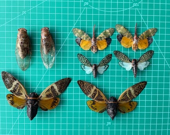 Real Mixed Cicadas Cicadoidea Beetles Assorted Insect Bug butterfly Collection Preserved Bug-Dried Cicada Oddity Curiosities (Set of 8)