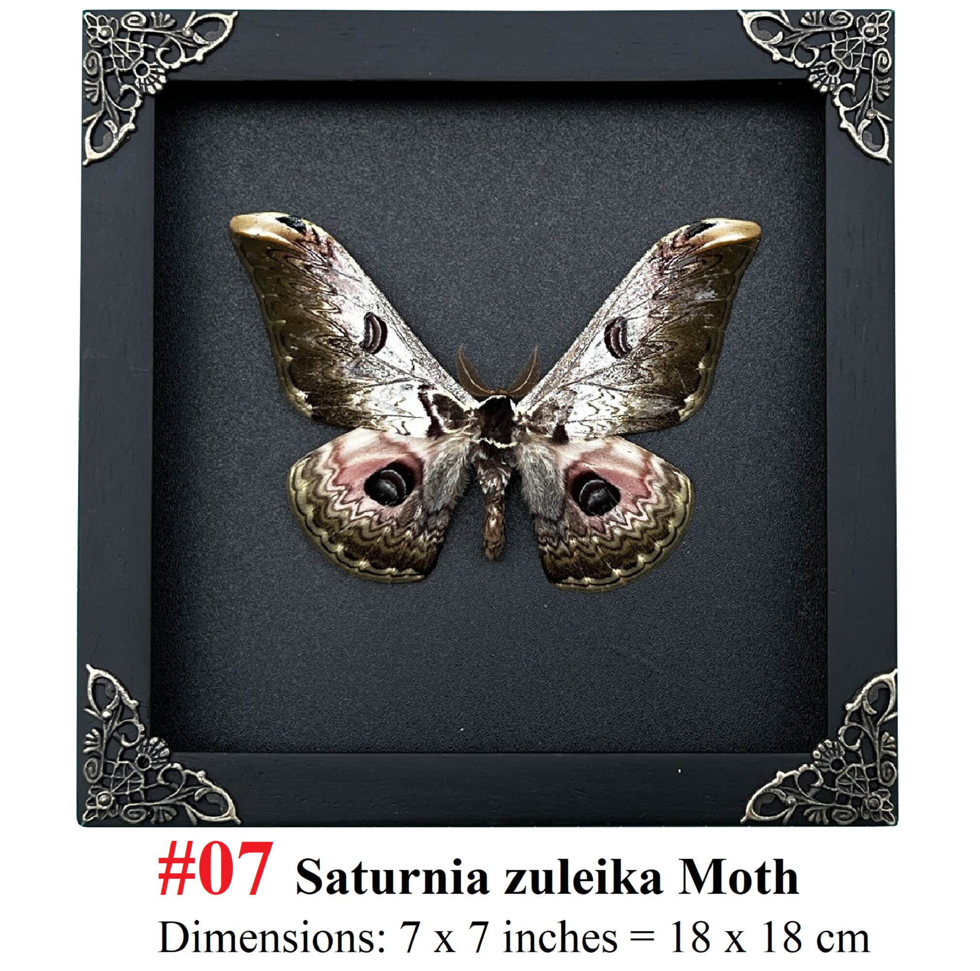 Real Framed Butterfly Handmade Shadow Box Insect Frame Taxidermy ...