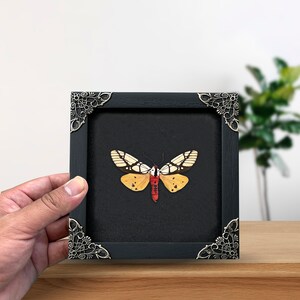 Real Framed Butterfly Handmade Shadow Box Insect Frame Taxidermy ...