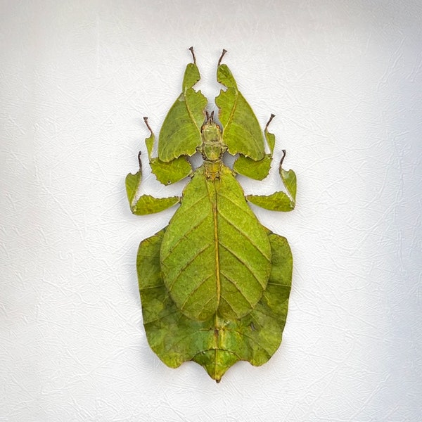 Real Walking Leaf Beetle Taxadermy Pinned Dried Insect Bugs Specimens Taxidermy Collection Wall Art Decoration Jewellery Making