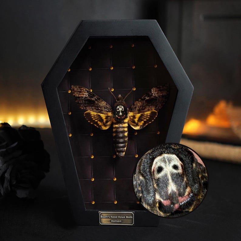 Peut inclure: Une bo&icirc;te de pr&eacute;sentation encadr&eacute;e noire avec un fond en velours noir pr&eacute;sente un sphinx t&ecirc;te-de-mort pr&eacute;serv&eacute;. Le papillon a un motif de cr&acirc;ne sur ses ailes. La bo&icirc;te est munie d'une plaque dor&eacute;e sur laquelle est inscrit "Death's Head Hawk Moth Vietnam".