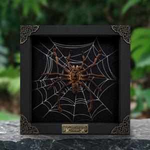 May include: A preserved brown tarantula specimen mounted inside a black square shadow box frame. The spider is positioned over a white spiderweb graphic on a black background. The frame features ornate metal corner accents and a brass plaque.