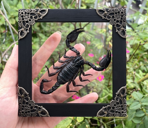 Scorpion Black Wall Decor Frame Insect Taxedermy Spooky Christmas Gift Idea Preserve  Butterfly Mantis Cicada Entomology Decoration