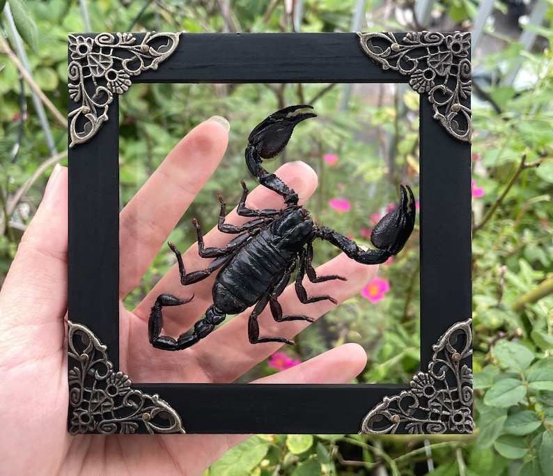 May include: A black scorpion displayed within a black rectangular frame with ornate corner accents. The scorpion is centered, showcasing its segmented body, pincers, and stinger. The frame is held against a backdrop of green foliage and pink flowers.