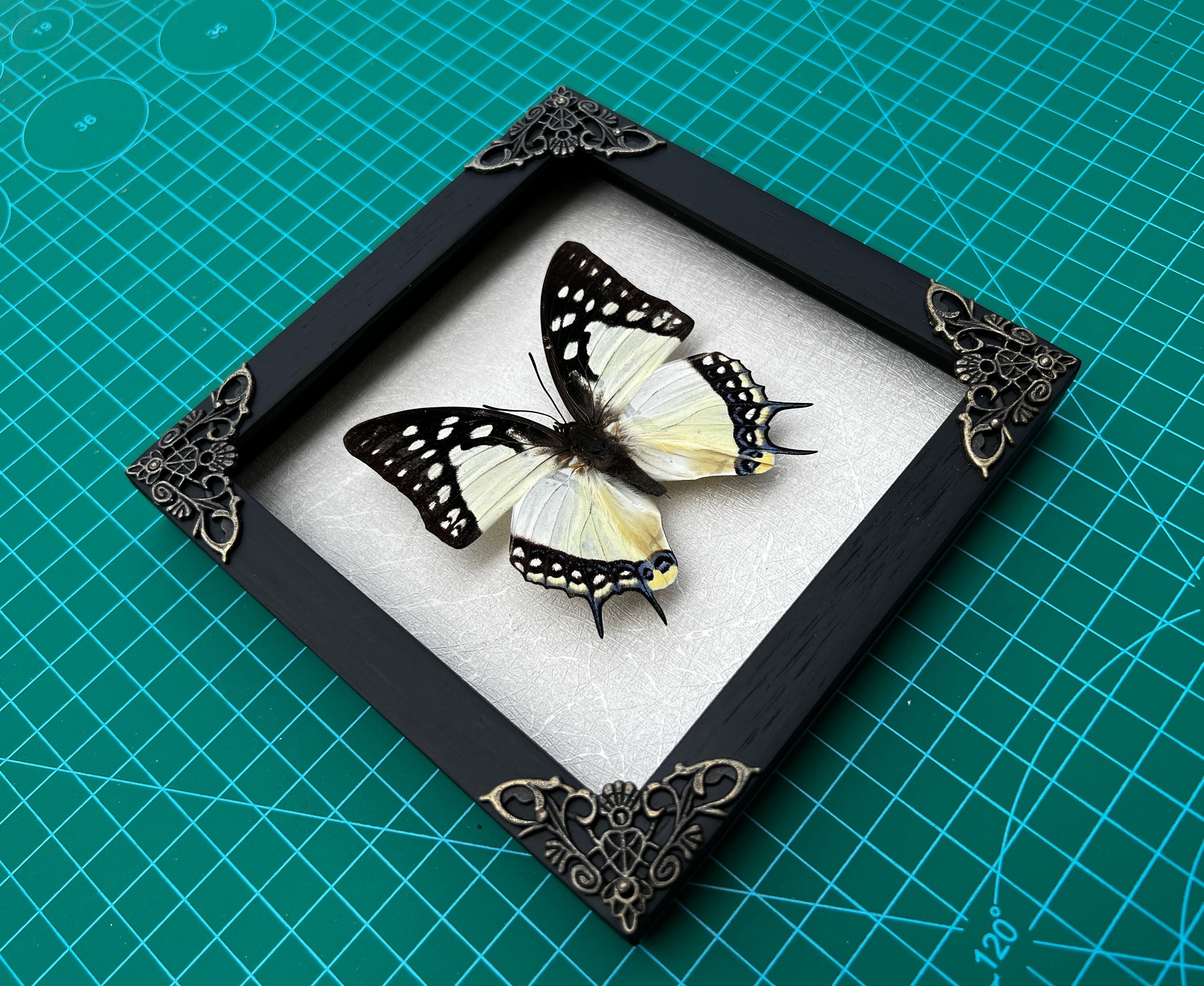 Real Framed Butterfly Handmade Shadow Box Insect Frame Taxidermy ...