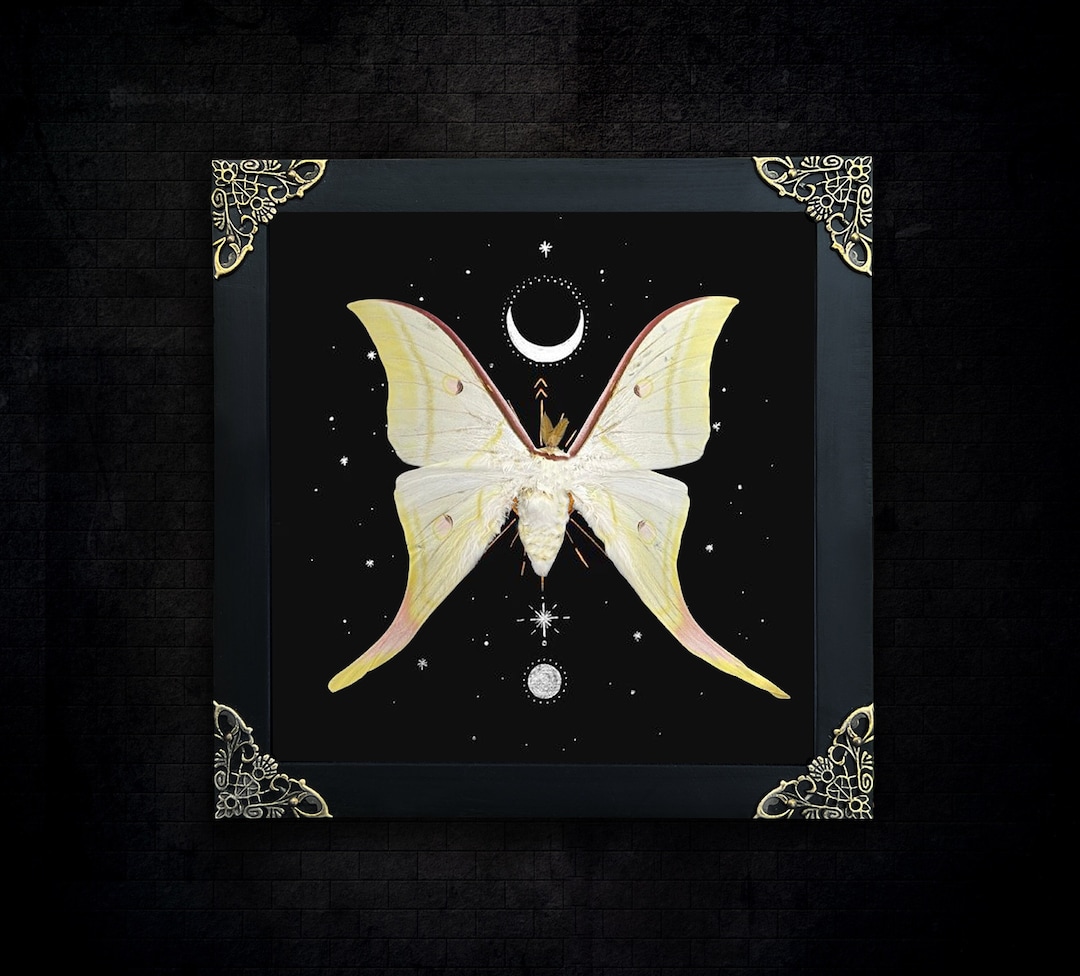 Luna Moth Framed Gothic Black Witch Wall Display Victorian Goth Goblincore Cottagecore Fairycore Oddity Hanging Room Gothic Unique Gift - Etsy