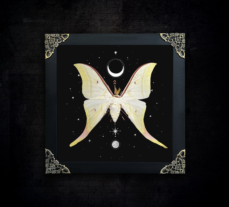 May include: A framed artwork featuring a large, pale yellow moth with long, trailing wings centered on a black background. Above and below the moth are white illustrations of a crescent moon, a full moon, and various star shapes.