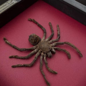 Spiders Heart Frame, Real Love Spider Tarantula Taxidermy, Gothic Wedding Gift Couple Anniversary Gift Oddities Curiosities Gothic Decor image 7