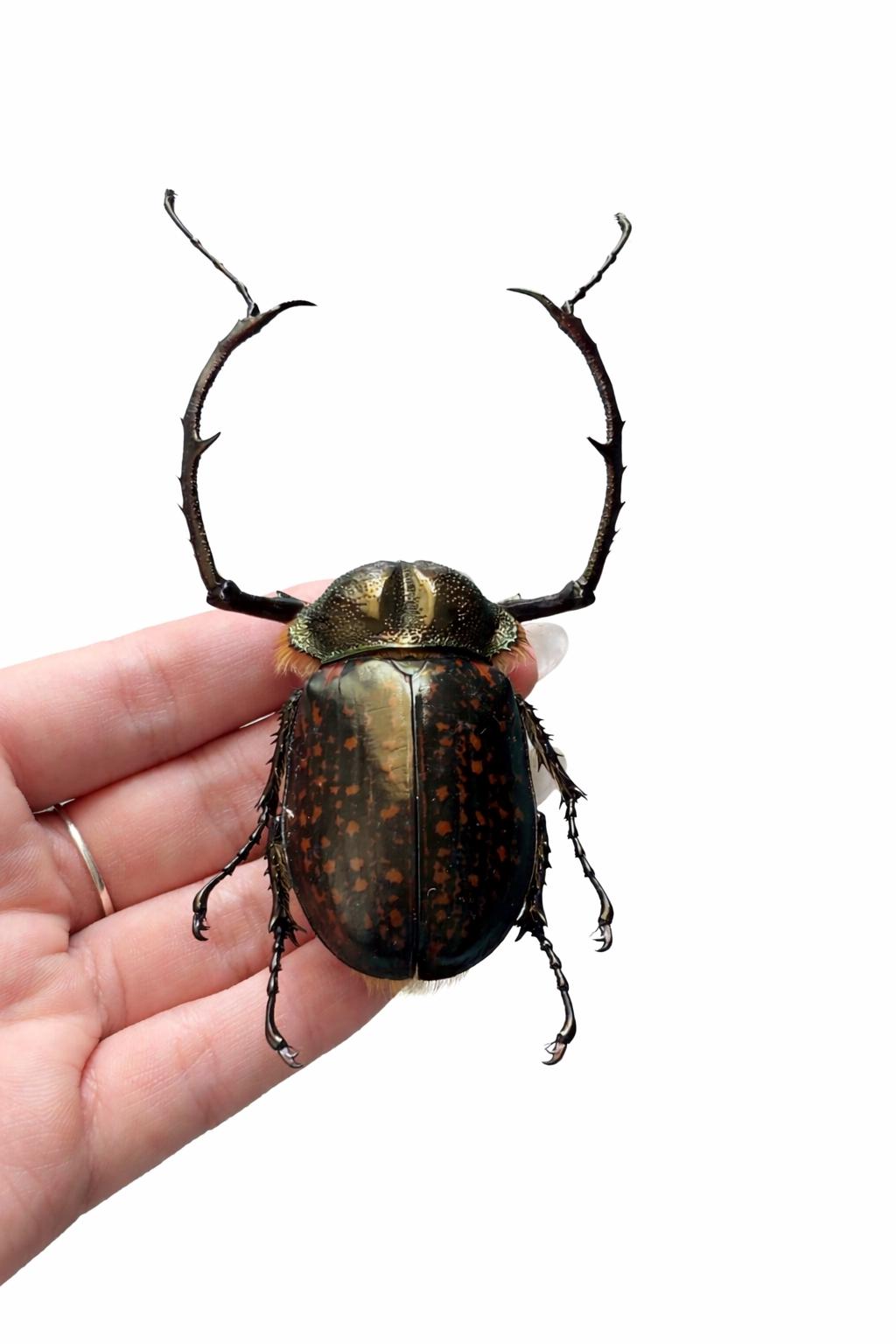 1 Cheirotonus Long Arm Beetle 5