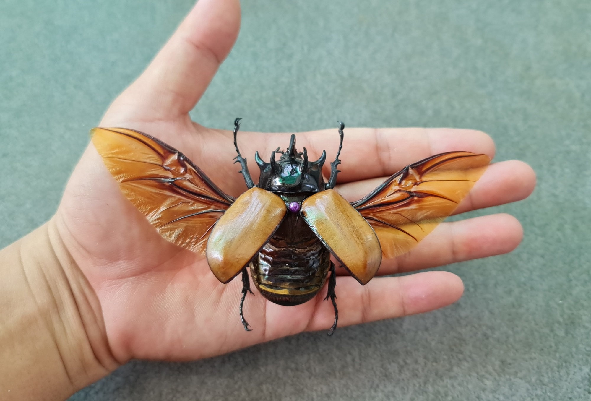 その他 Giant Beetles: Euchirinae - Dynastinae Dynastinae - Wikipedia