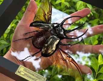 Glass Beetle｜ノコギリクワガタ飛翔＆固定標本 ペアGB-009】 Glass