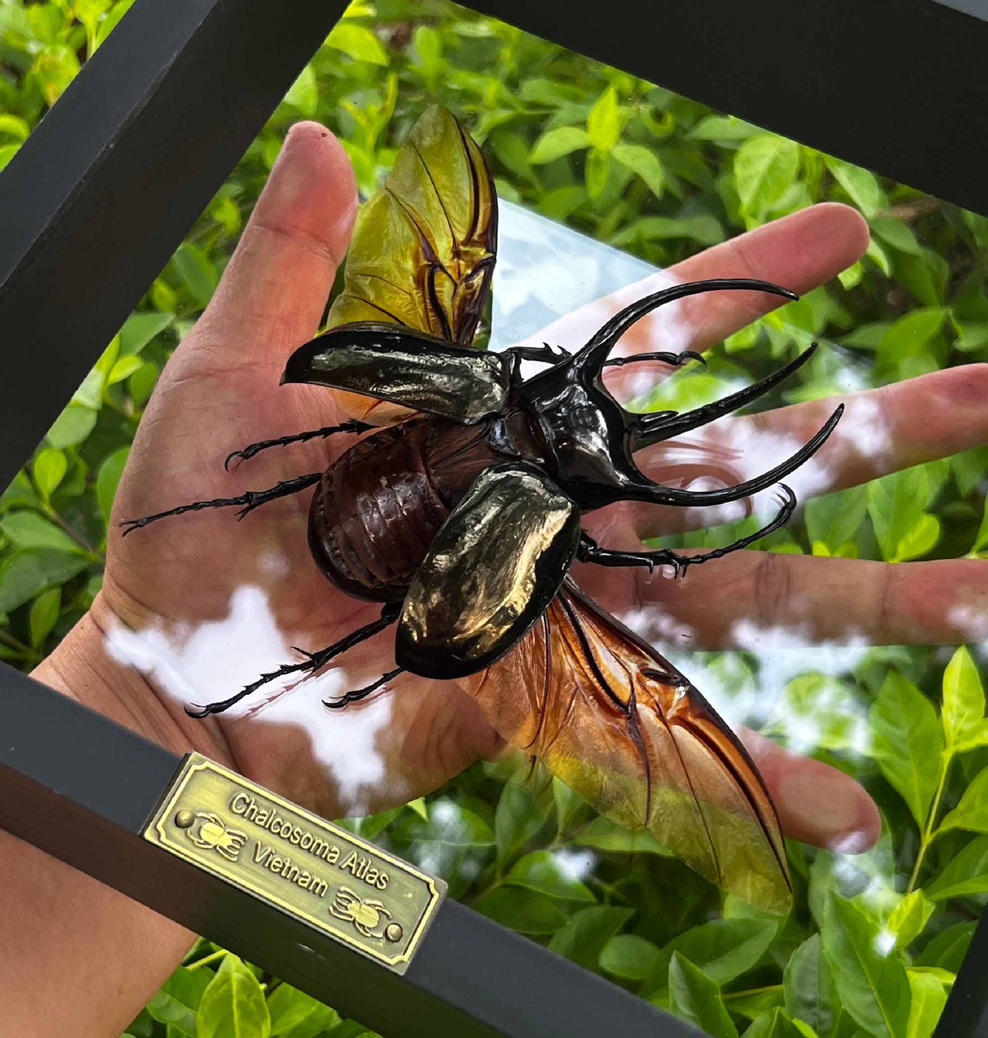 Real Giant Atlas Beetle Insect Framed Dead Bug Oddities Curiosities Home  Gothic Wall Decor Shadow Box Taxidermy Taxadermy Artwork - Etsy