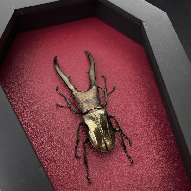 May include: A preserved stag beetle with a metallic gold and bronze exoskeleton featuring large, serrated mandibles. The insect is mounted inside a black, coffin-shaped wooden frame against a textured, deep red velvet-like backing material.