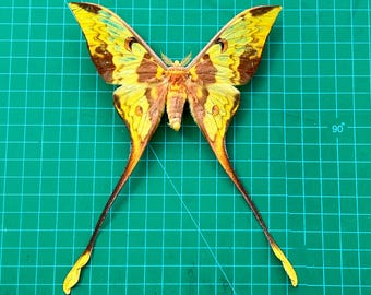 Real Actias Comet Moth Moon Moth Taxidermy Open Wings Insect Entomology Mounted Insect Taxidermy Oddity Taxadermy Frame Making