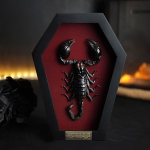 Puede incluir: Un esp&eacute;cimen de escorpi&oacute;n preservado y enmarcado. El escorpi&oacute;n negro se exhibe sobre un fondo rojo oscuro dentro de un marco negro en forma de ata&uacute;d. Una peque&ntilde;a placa de lat&oacute;n en la parte inferior del marco identifica la especie como Heterometrus Laoticus, Vietnam.