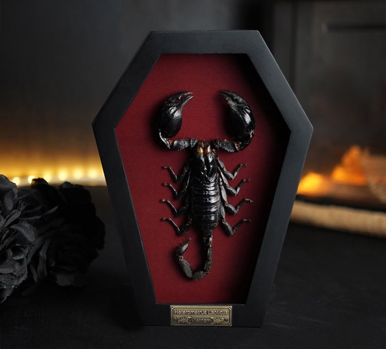 Puede incluir: Un esp&eacute;cimen de escorpi&oacute;n preservado y enmarcado. El escorpi&oacute;n negro se exhibe sobre un fondo rojo oscuro dentro de un marco negro en forma de ata&uacute;d. Una peque&ntilde;a placa de lat&oacute;n en la parte inferior del marco identifica la especie como Heterometrus Laoticus, Vietnam.