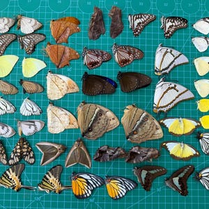 May include: A collection of various butterfly and moth wings arranged in pairs on a green cutting mat. The specimens display a wide range of colors including white, yellow, orange, brown, and black, with diverse patterns such as spots and stripes.