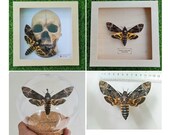 Real Death Head Moth Acherontia Spread Skull Entomology Glass Dome Handmade Wooden Frame Butterfly Hawkmoth Insect Taxidermy Oddity
