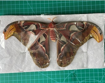 Real Luna Atlas Moth Specimen Spread Closed Wings Moth Insect Entomology Mounted Insect Taxidermy Oddity Taxadermy Bug Frame Making