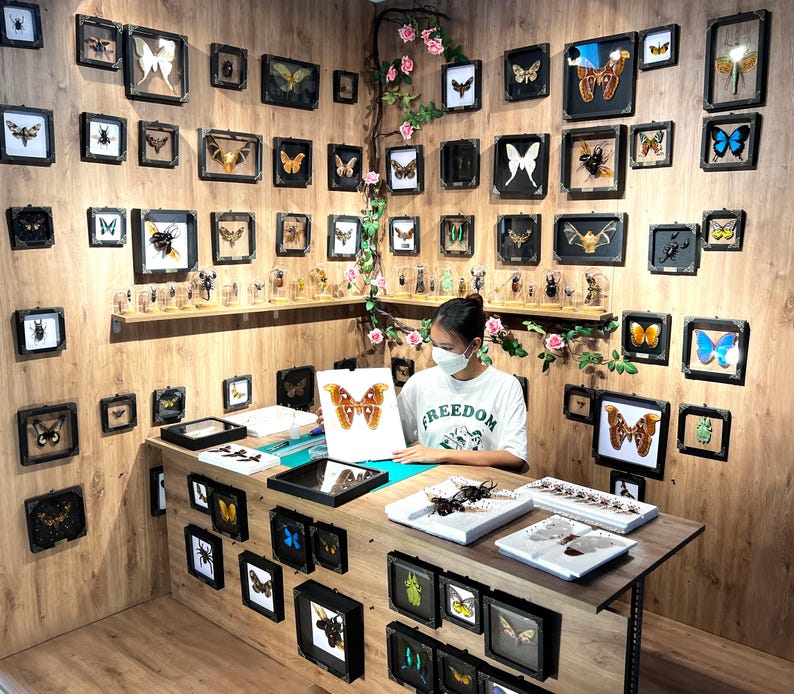 May include: A workspace featuring numerous framed insect and butterfly specimens mounted on a wood-paneled wall. A person wearing a white t-shirt with the word FREEDOM sits at a desk, holding a paper illustration of a large brown moth specimen.