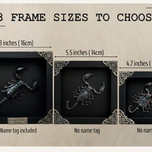 Real Framed Scorpion Shadow Box Insect Frame Taxidermy Taxadermy Black Wall Decor Artwork Gothic Home Decor image 6