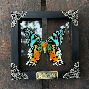 May include: A framed Urania Ripheus moth from Madagascar displayed in a black wooden frame with ornate metallic corner accents. The moth features vibrant teal, black, and orange wing patterns. A small plaque at the bottom reads Urania Ripheus Madagascar.