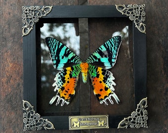 Real Framed Butterfly Sunset Moth Urania Ripheus Dried Insect Frame Dead Bug Taxidermy Taxadermy Oddities Decor Wall Hanging Art