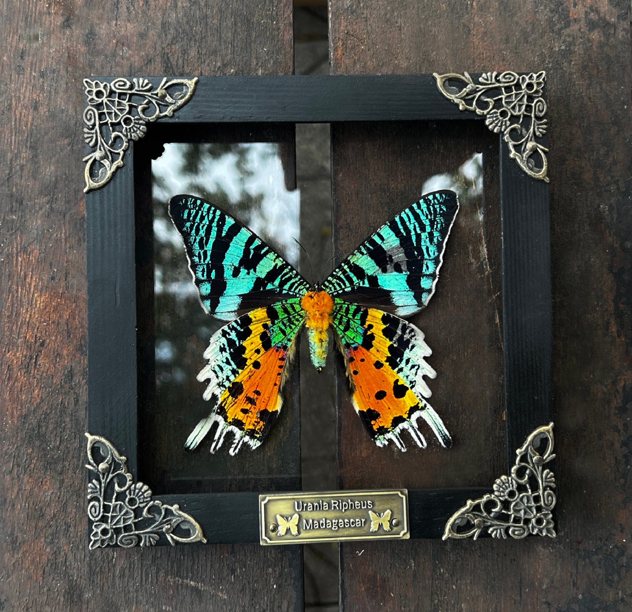 Real Framed Butterfly Sunset Moth Urania Ripheus Dried Insect