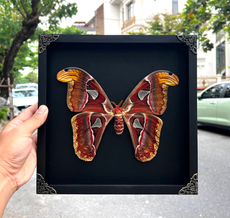Real Framed Giant Atlas Moth Shadow Box Dried Butterfly Insect ...