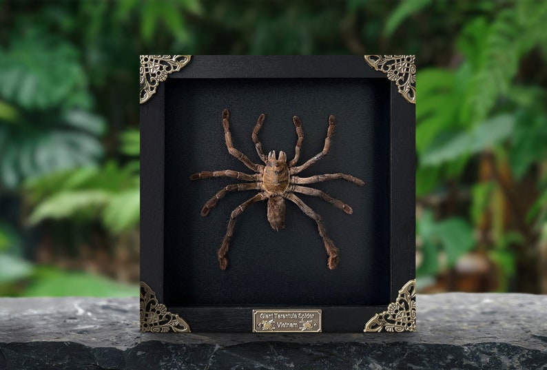 May include: A preserved brown tarantula spider displayed inside a square black wooden shadow box frame with ornate gold-toned metal corner accents. A small rectangular metal plaque at the bottom reads Giant Tarantula Spider Vietnam.