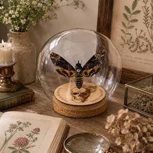May include: A Death's-head Hawkmoth specimen displayed inside a clear glass dome on a circular cork base. The wooden base features an engraved skull illustration and the text Acherontia Atropos and Death's head Moth. The moth has black, yellow, and brown wings.