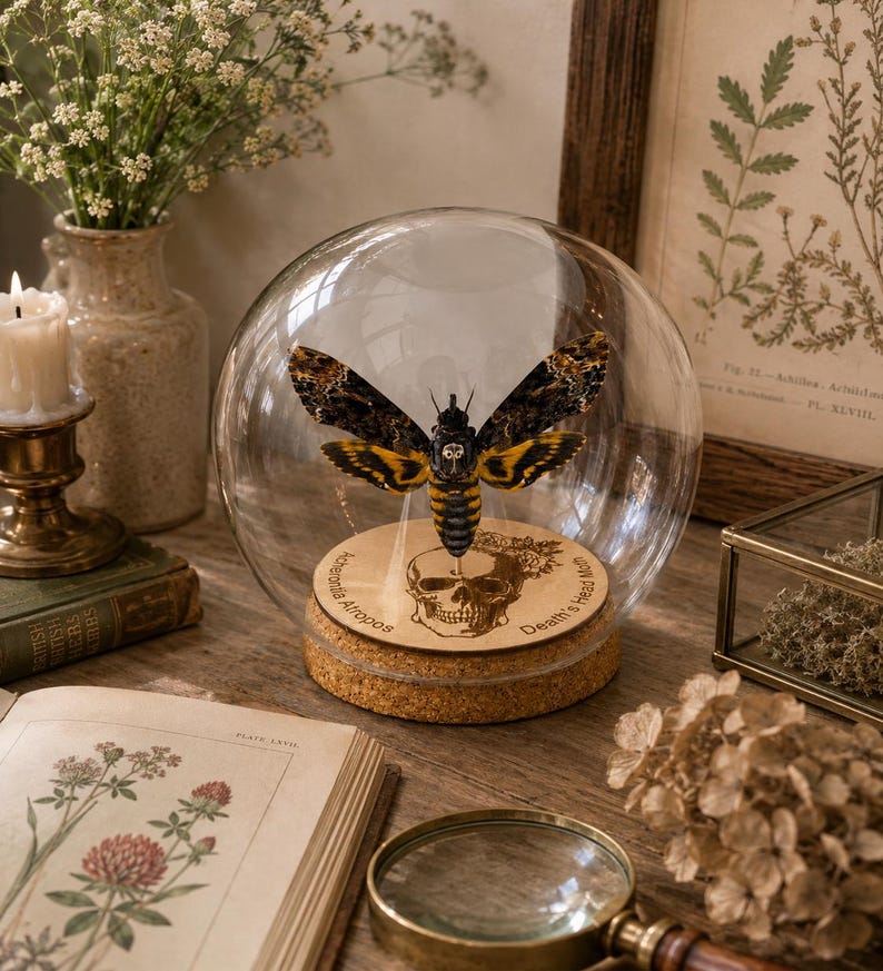 May include: A Death's-head Hawkmoth specimen displayed inside a clear glass dome on a circular cork base. The wooden base features an engraved skull illustration and the text Acherontia Atropos and Death's head Moth. The moth has black, yellow, and brown wings.