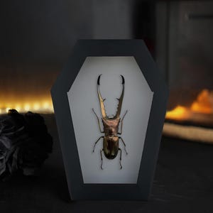 May include: A preserved stag beetle with large, serrated mandibles displayed inside a black, coffin-shaped frame. The insect has a metallic, bronze-toned exoskeleton and is mounted against a plain white background within the frame's center.
