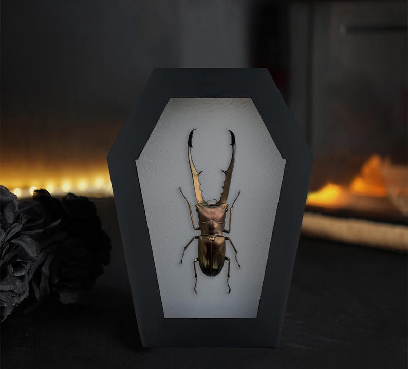 May include: A preserved stag beetle with large, serrated mandibles displayed inside a black, coffin-shaped frame. The insect has a metallic, bronze-toned exoskeleton and is mounted against a plain white background within the frame's center.