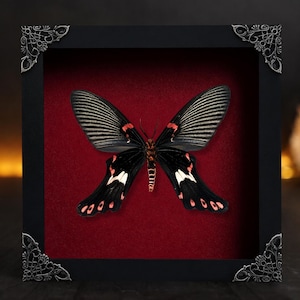 May include: A framed butterfly specimen displayed against a deep red velvet background. The butterfly features black wings with white and red markings. The square black frame is accented with ornate silver-toned metal filigree corners.