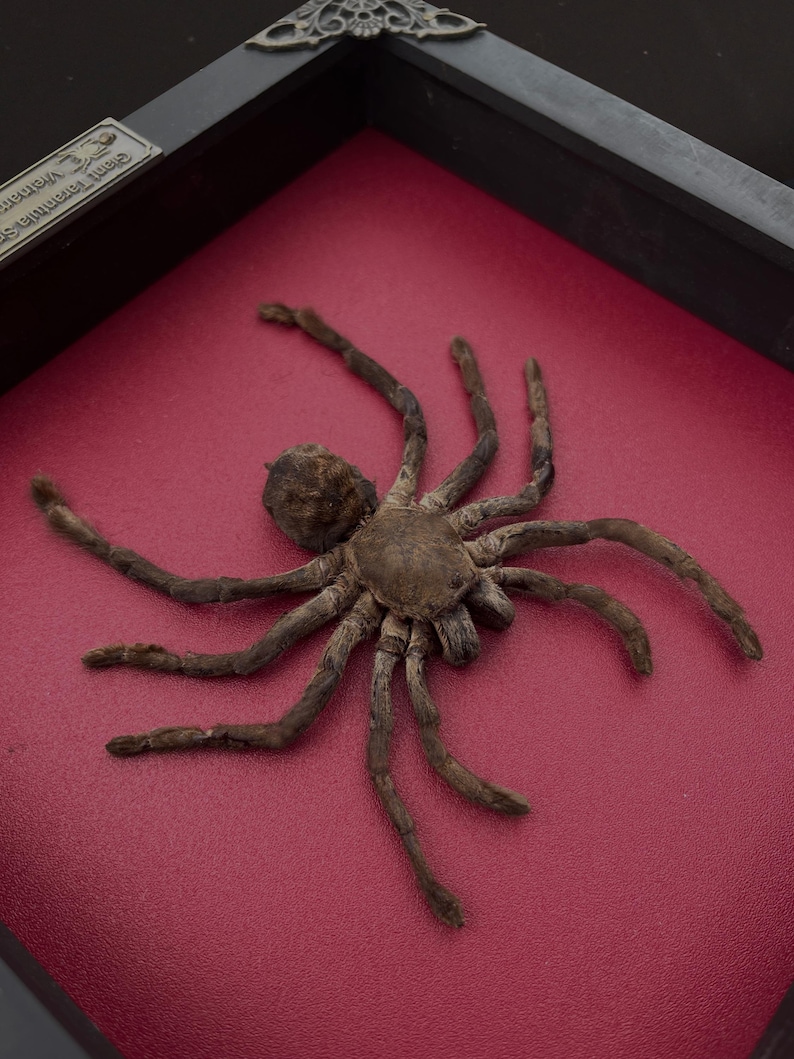 May include: A preserved brown tarantula specimen mounted inside a black rectangular frame with a deep red backing. A small silver metal plaque in the corner of the frame features the text Giant Tarantula Specimen Vietnam.