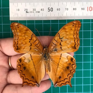 May include: A preserved butterfly with orange and brown wings, featuring intricate patterns and dark spots. A ruler is placed above the butterfly, showing measurements in centimeters. The butterfly is held in a hand against a green grid background.