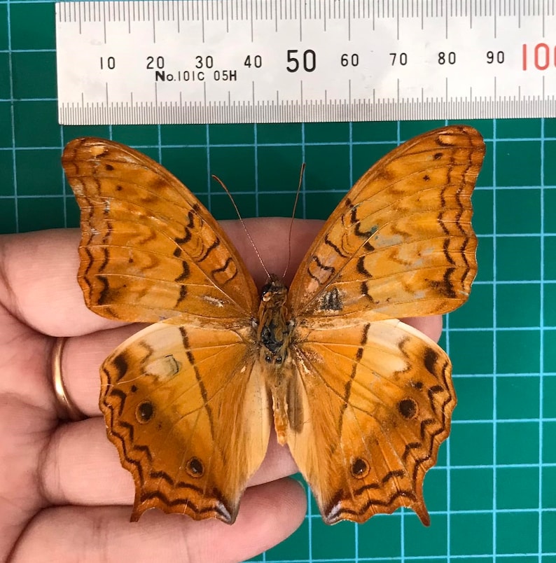 May include: A preserved butterfly with orange and brown wings, featuring intricate patterns and dark spots. A ruler is placed above the butterfly, showing measurements in centimeters. The butterfly is held in a hand against a green grid background.