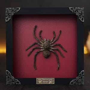 Gothic Room Decor Aesthetic Spider ,Tarantula Bird Eating Insect Shadow Box, Artwork Oddities Curiosities Reading Bed Room Decor