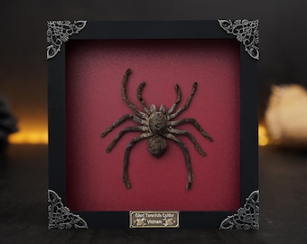 Gothic Room Decor Aesthetic Spider ,Tarantula Bird Eating Insect Shadow Box, Artwork Oddities Curiosities Reading Bed Room Decor