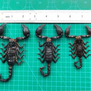 Op de afbeelding: Drie zwarte schorpioenen worden getoond op een groene rasteroppervlakte naast een liniaal. De schorpioenen zijn gepositioneerd met hun staarten gekruld en klauwen omhoog. De liniaal toont metingen in inches.