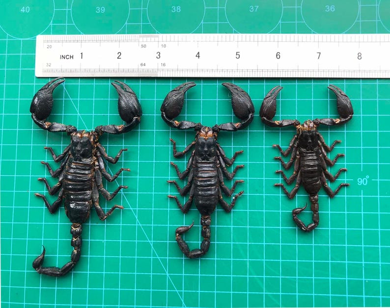 Op de afbeelding: Drie zwarte schorpioenen worden getoond op een groene rasteroppervlakte naast een liniaal. De schorpioenen zijn gepositioneerd met hun staarten gekruld en klauwen omhoog. De liniaal toont metingen in inches.