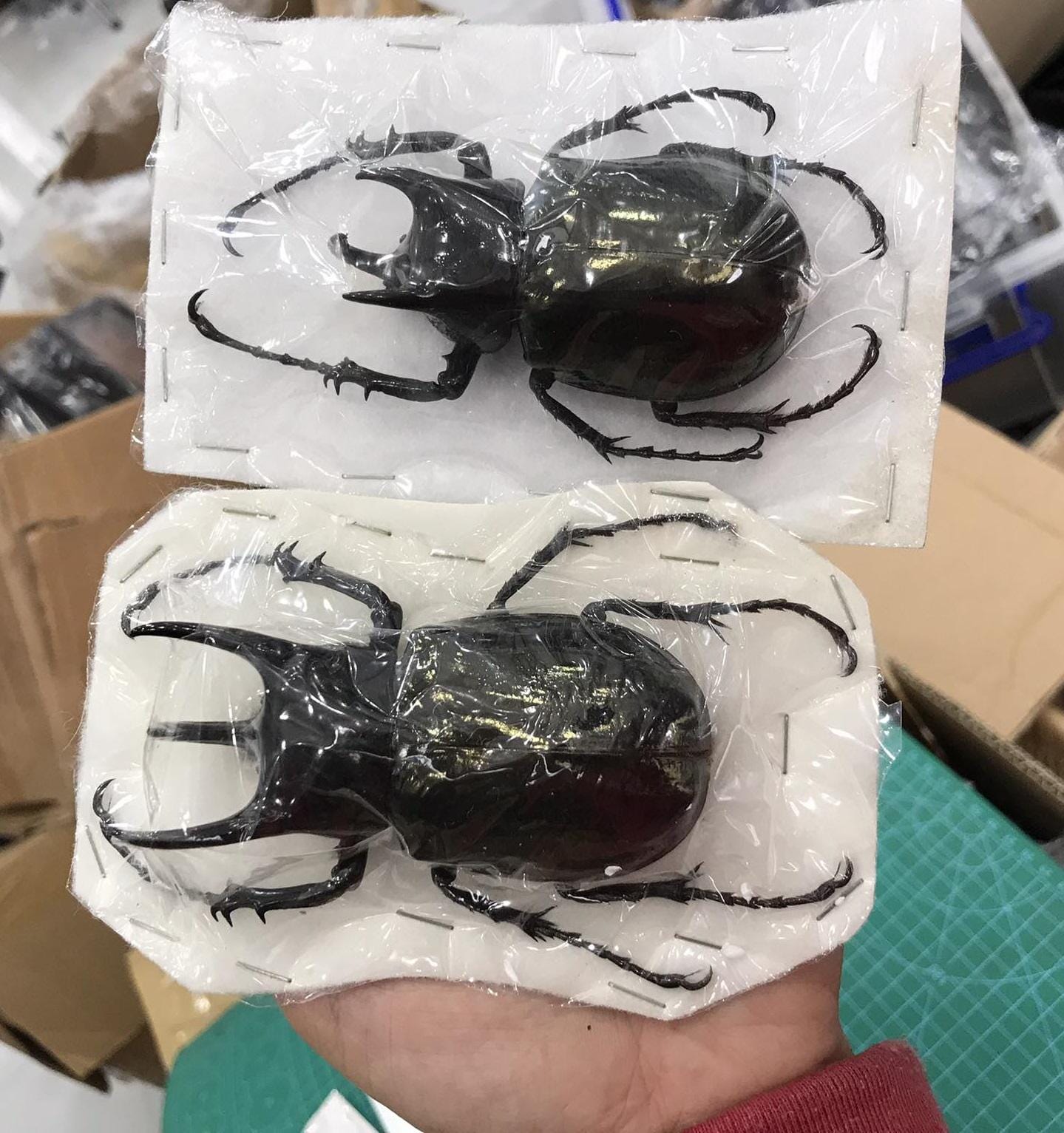 Pack 2 Real Atlas Chalcosoma Atlas Beetles Rhinoceros Folded